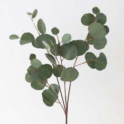 Silver Dotted Eucalyptus